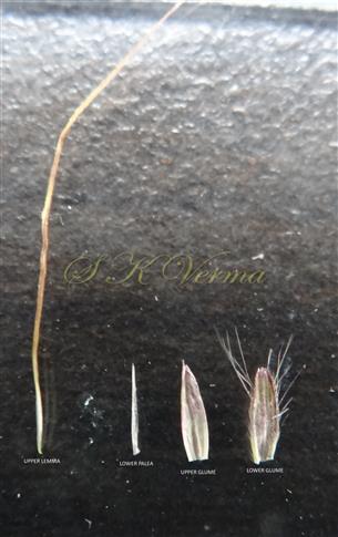  Parts of sessile spikelet